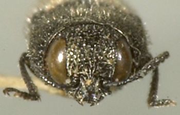 Media type: image;   Entomology 24423 Aspect: head frontal view